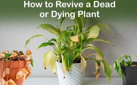 Reviving a Dead Garden