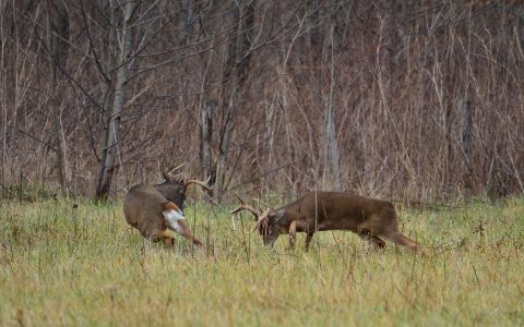 Huntsville Whitetails