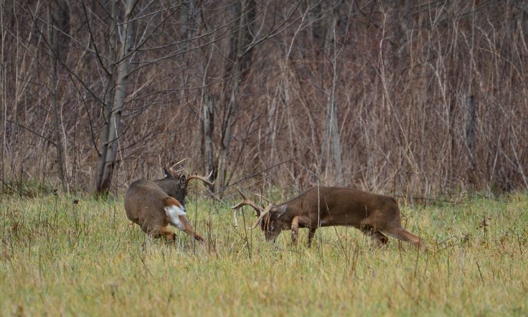 Huntsville Whitetails