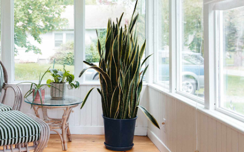 snake plant