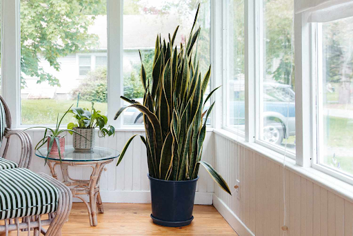 snake plant