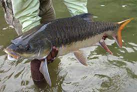 Pakistan National Fish