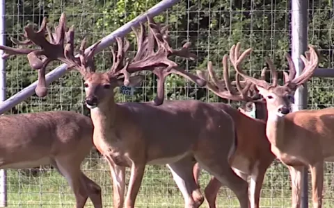 Whitetail Deer Hunts