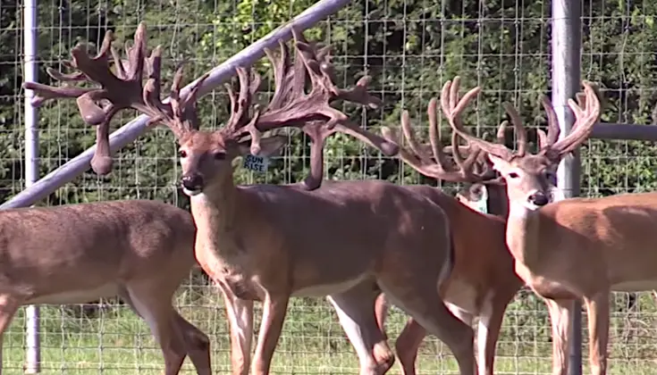 Whitetail Deer Hunts